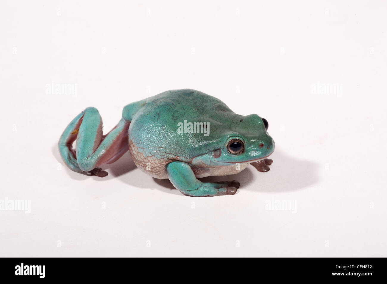 I bianchi Raganella Litoria caerulea Foto Stock