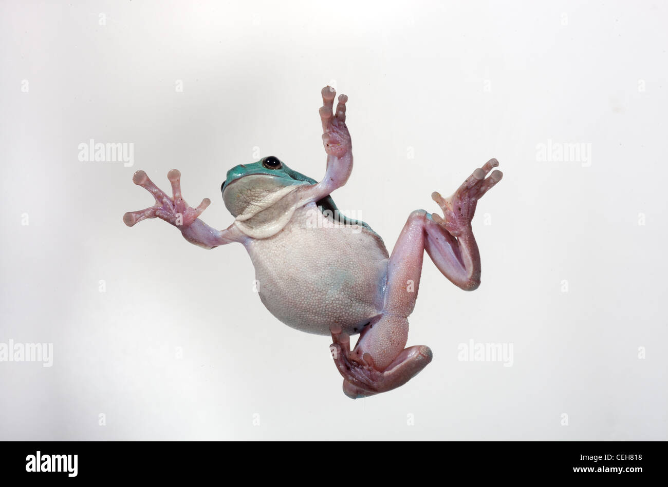 I bianchi Raganella Litoria caerulea lato inferiore Foto Stock