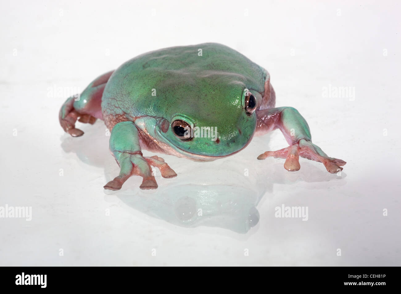 I bianchi Raganella Litoria caerulea Foto Stock