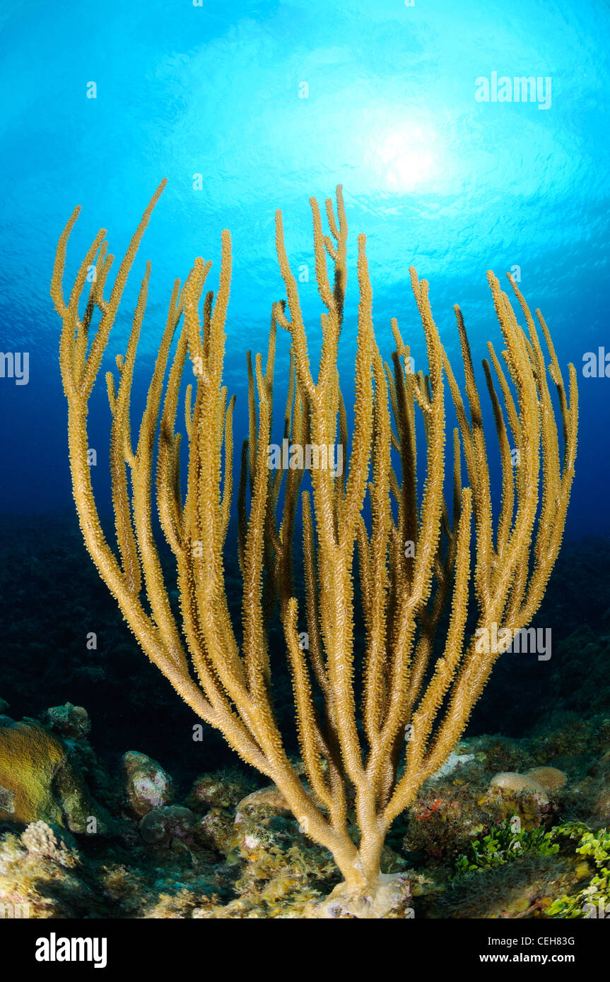 Mare poroso della biella in una scogliera corallina caraibica, Isla de la Juventud, l'isola del tesoro, Cuba, Caraibi Foto Stock