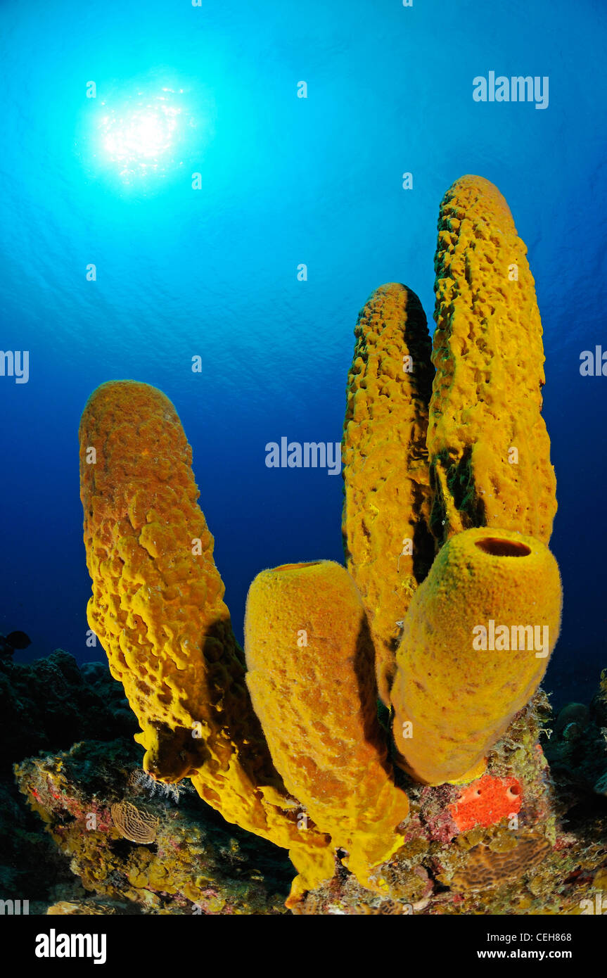 Una scogliera corallina caraibica con tubo giallo spugna e scuba diver, Isla de la Juventud, l'isola del tesoro, Cuba, Caraibi Foto Stock