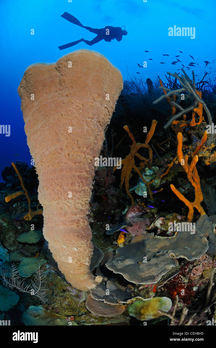 Scuba Diver al colorata barriera corallina con vaso rosa spugna, Maria La Gorda, Almirante, Cuba, Caraibi Foto Stock