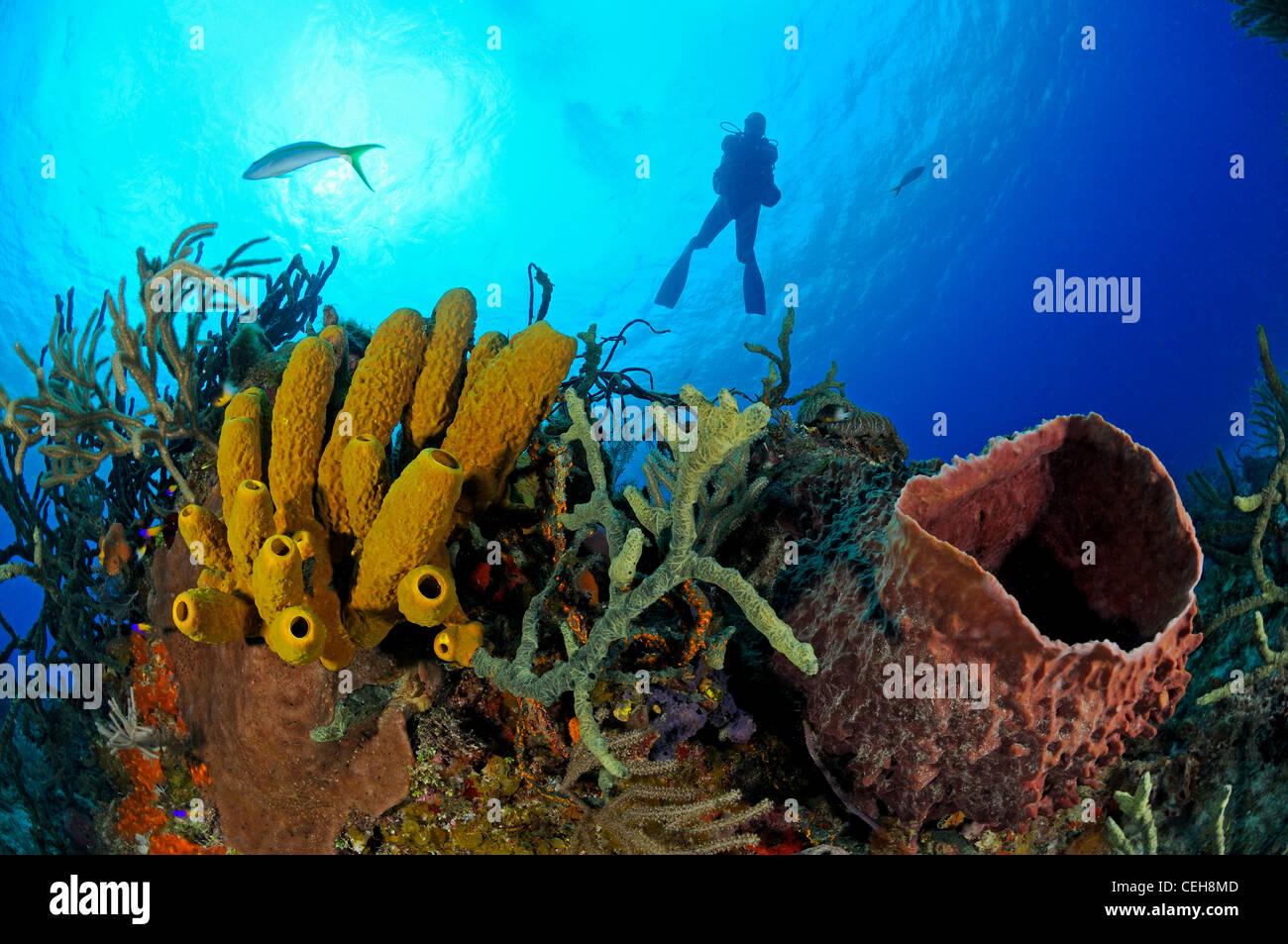 Una scogliera corallina caraibica con tubo giallo spugna e Caraibi gigante barilotto di spugna e scuba diver, Maria La Gorda, Almirante, Cuba Foto Stock