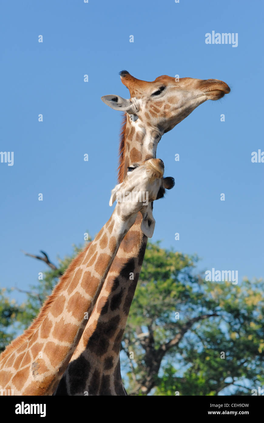 Le giraffe combattimenti Foto Stock