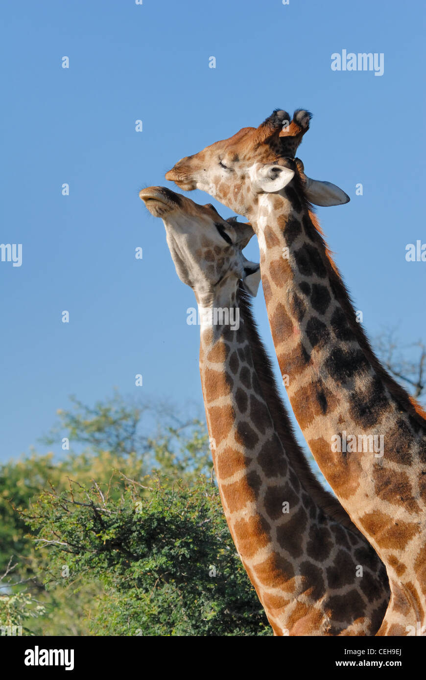 Le giraffe combattimenti Foto Stock