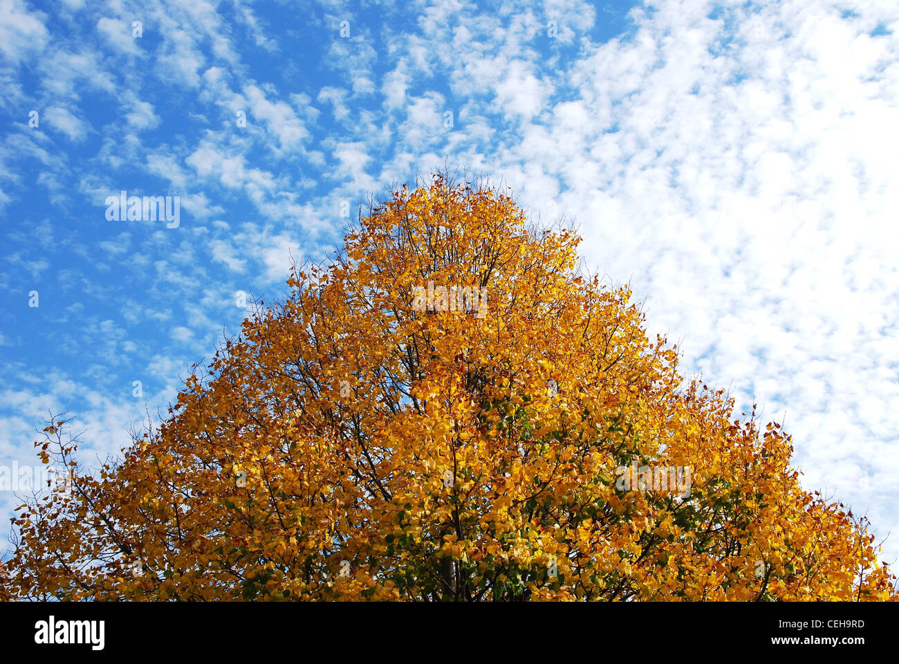 Tree,caduta,autunno,rami,nuvole,parco,SKY,l'oro,rosso Foto Stock