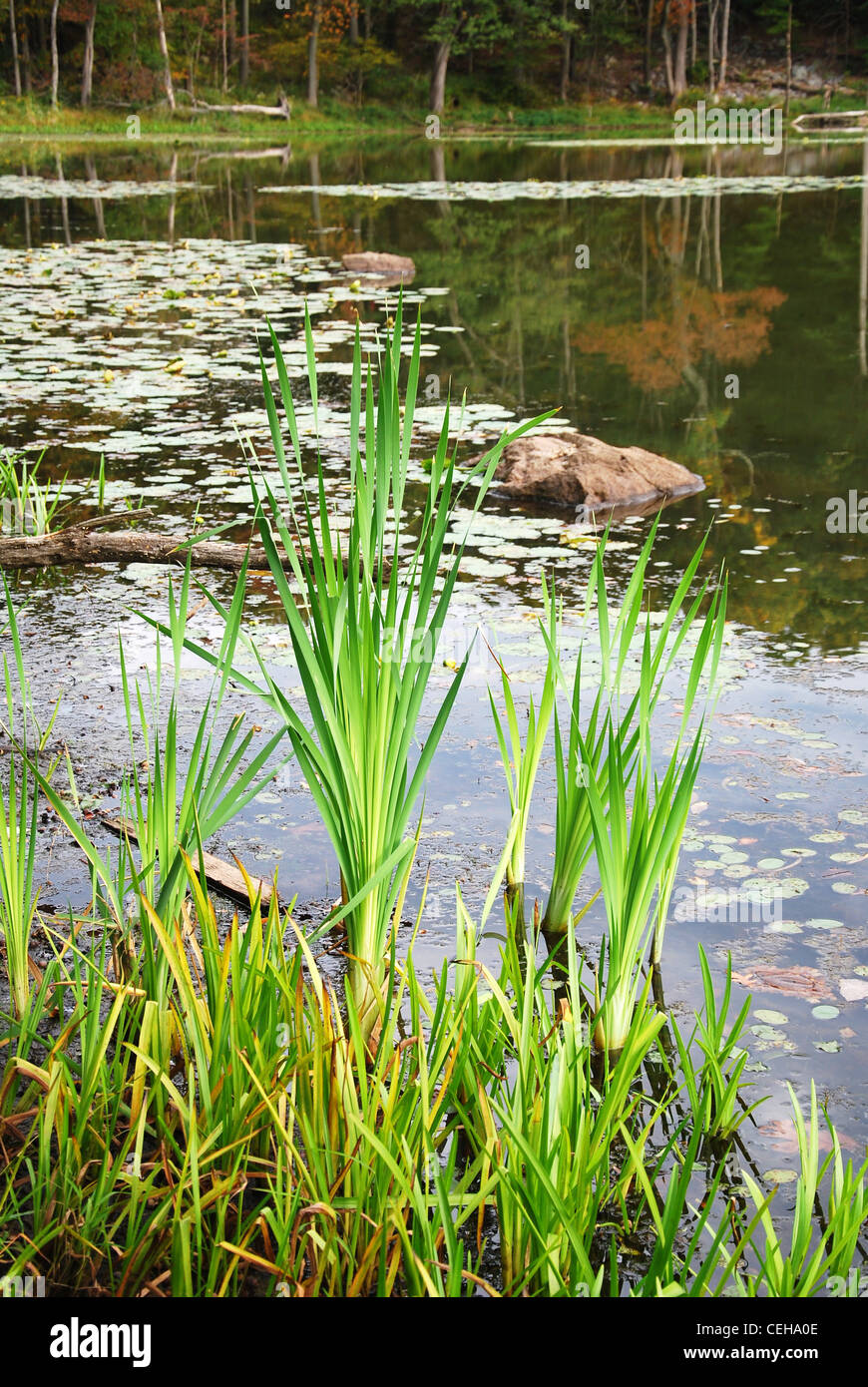 Impianto,la canna da zucchero,reed,palude,l'erba,lago,lily,moss,STAGNO, Foto Stock