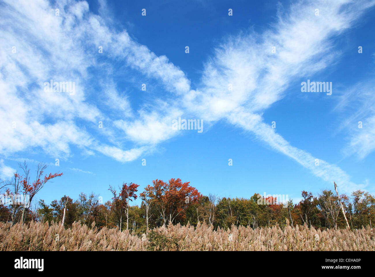 Nuvole,SKY,natura,autunno,caduta,tree,campo,reed, Foto Stock