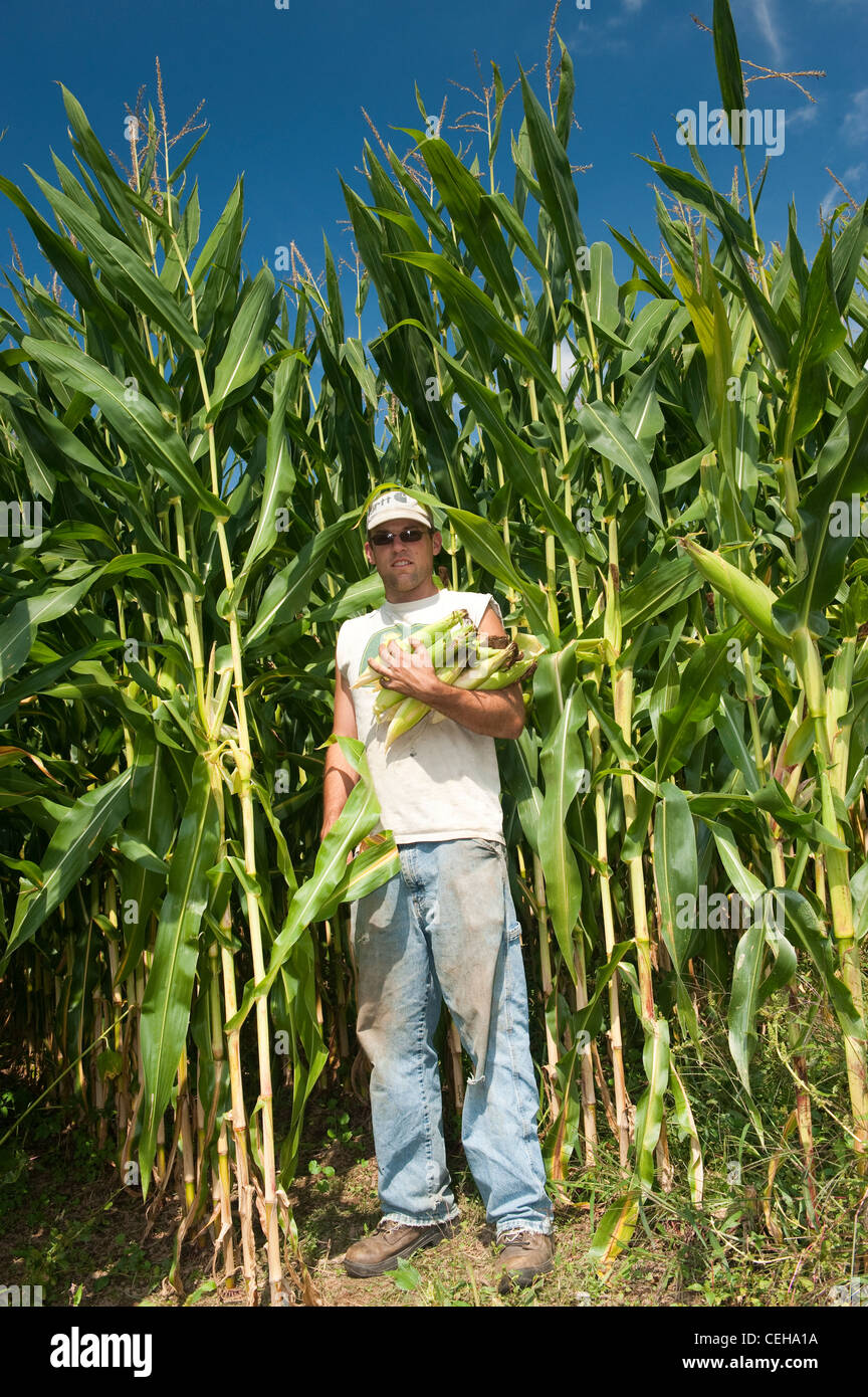 Contadino con pannocchie di mais in mani, piedi nelle colture di alte piante di mais. In Pennsylvania, Stati Uniti d'America. Foto Stock