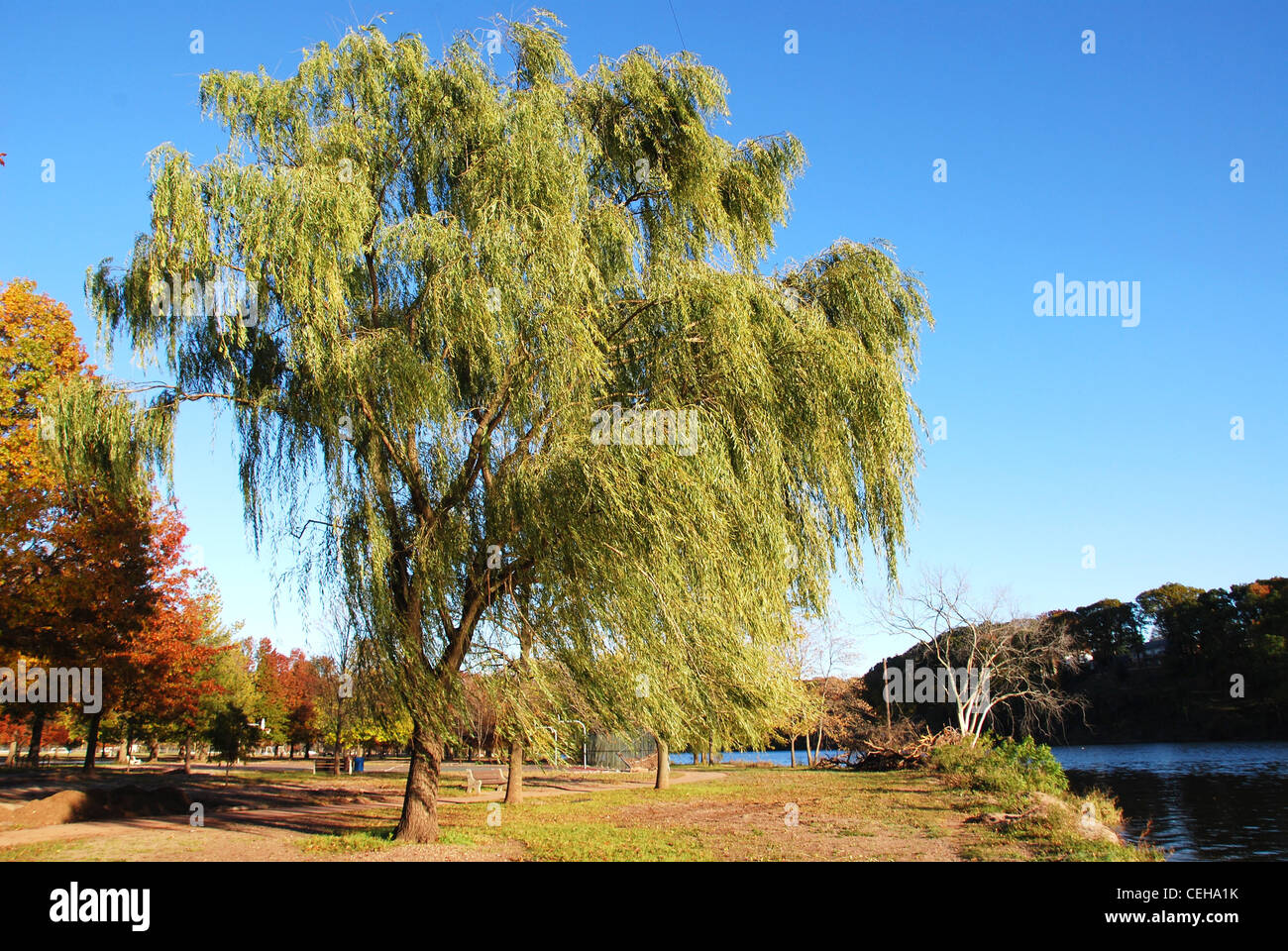 Willow, albero, sky, lago, parco, l'estate,fiume,shore Foto Stock