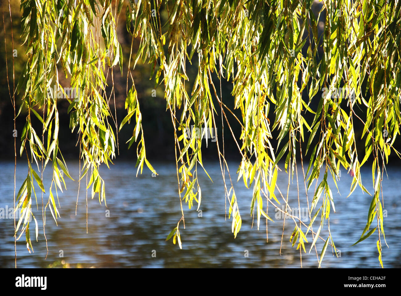 Willow,tree,rami,l'acqua,parco,lago,natura,river Foto Stock
