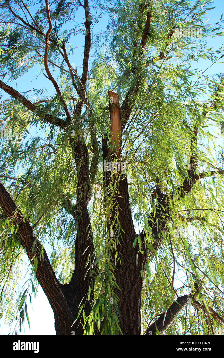 Willow, albero, cielo blu, closeup, parco, estate, Foto Stock