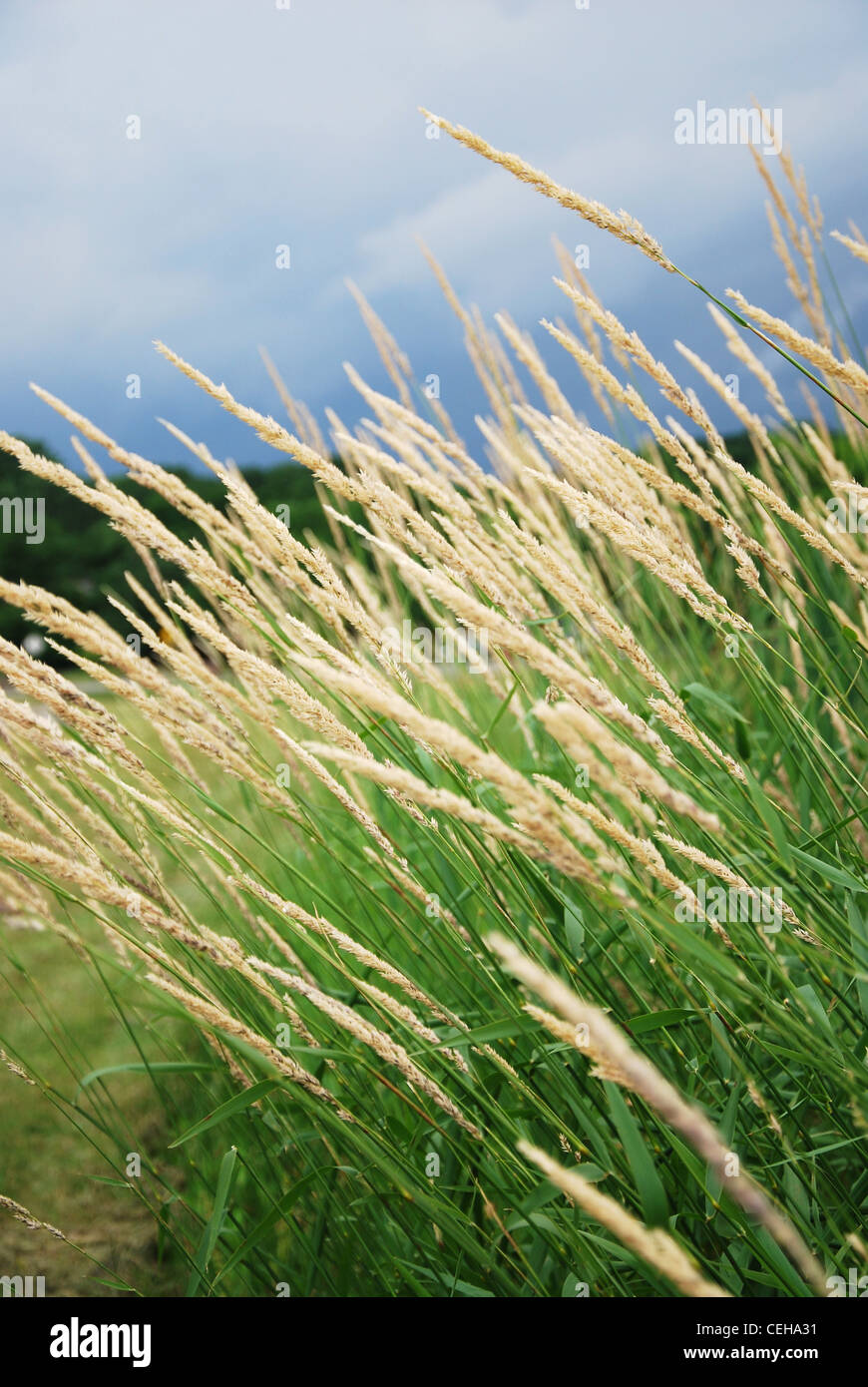 Reed,l'erba,impianto,l'estate,natura,parco,closeup,sky Foto Stock