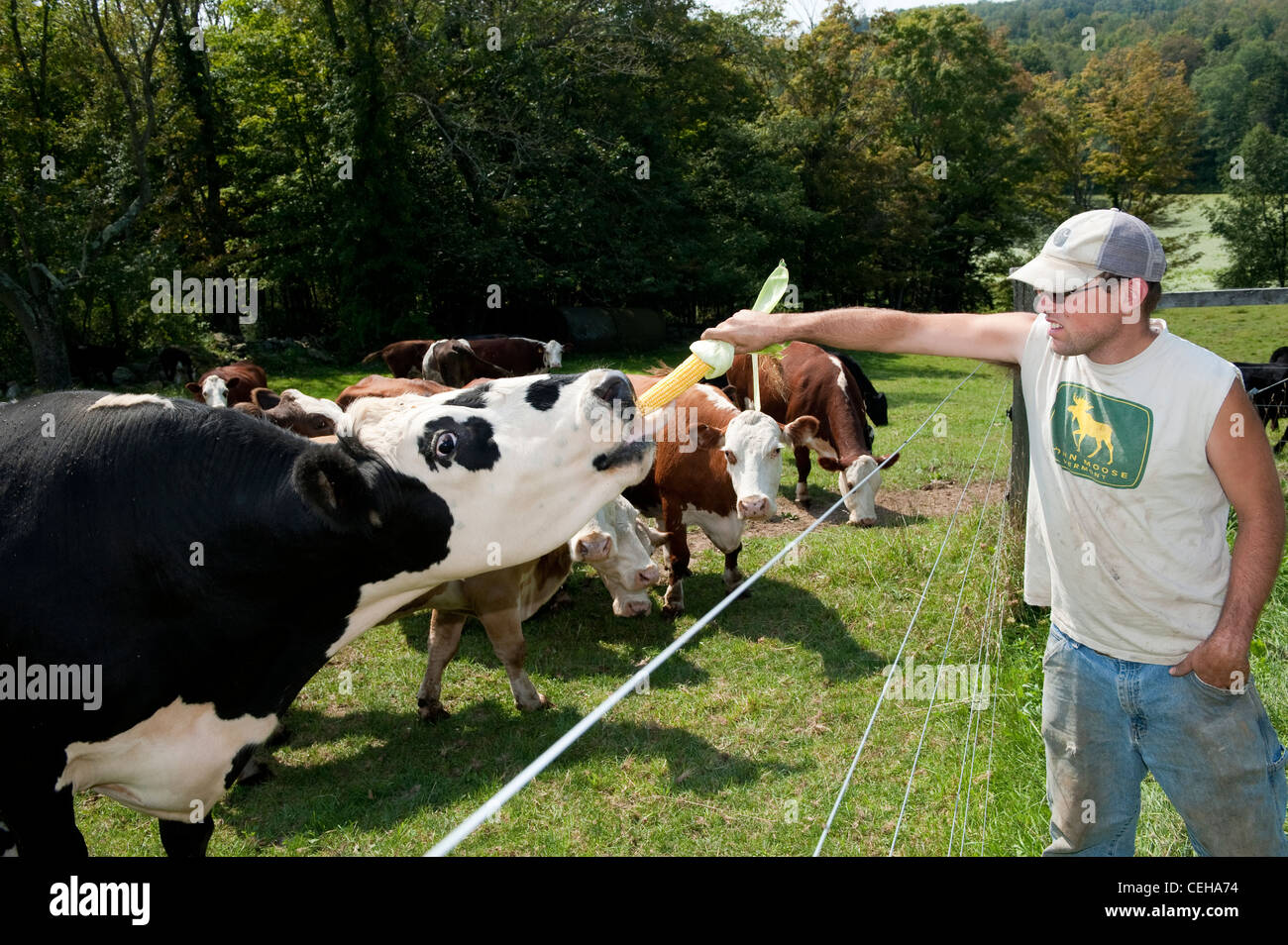 Agricoltore alimentazione tutolo di mais per una vacca. In Pennsylvania, Stati Uniti d'America. Foto Stock