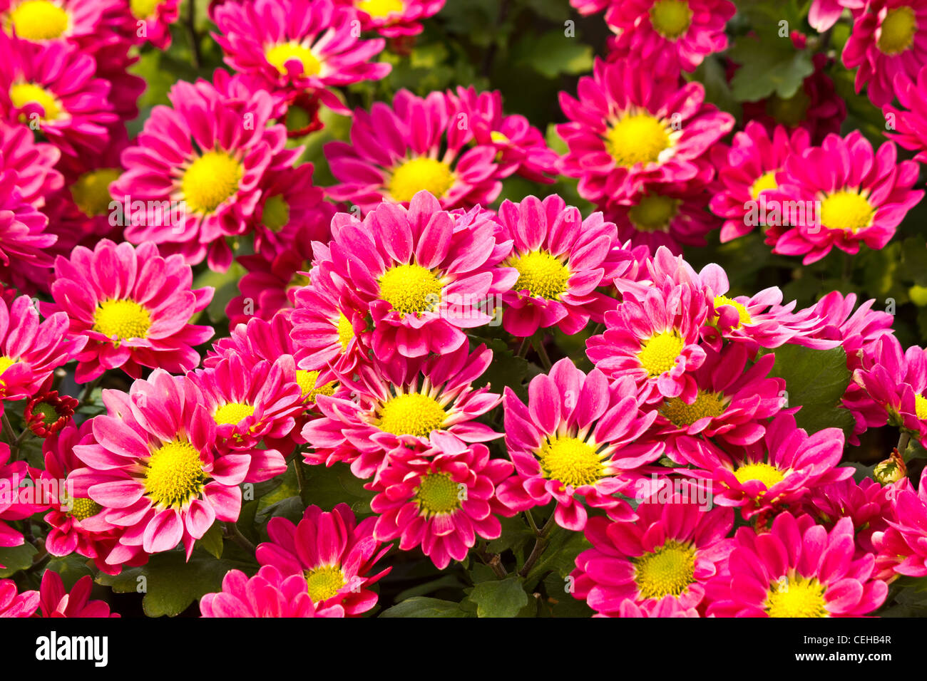 Pink daisy fiori nel giardino sullo sfondo Foto Stock