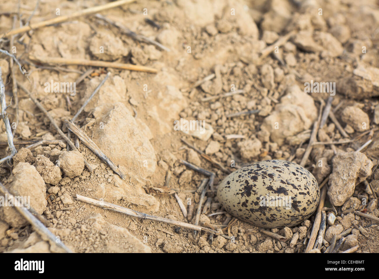 Pietra (Curlew Burhinus oedicnemus) uova nel nido nel campo. Lleida. La Catalogna. Spagna. Foto Stock