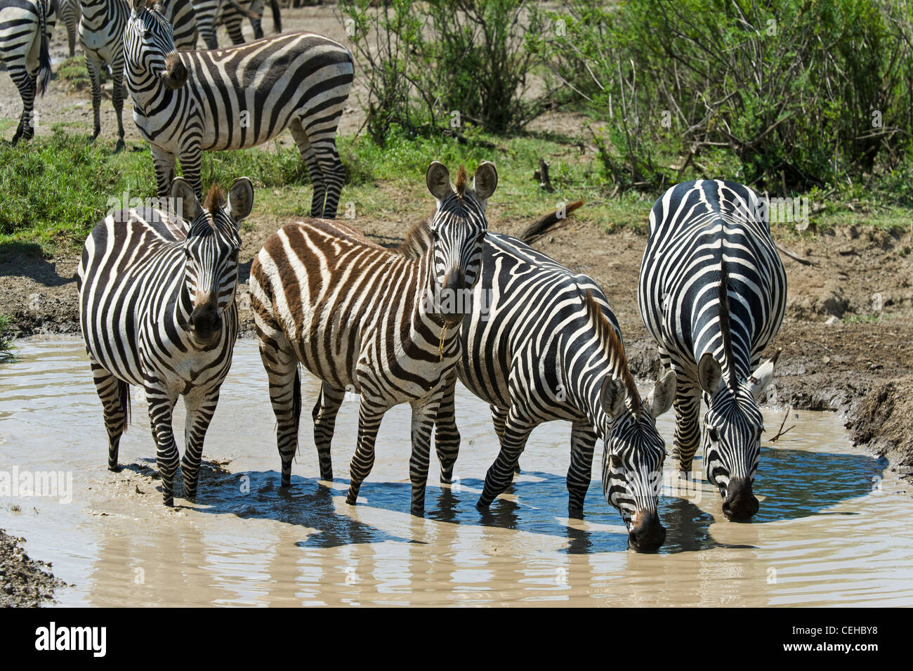 Le pianure zebre Equus quagga a waterhole in Ndutu in Ngorongoro Conservation Area - Tanzania Foto Stock