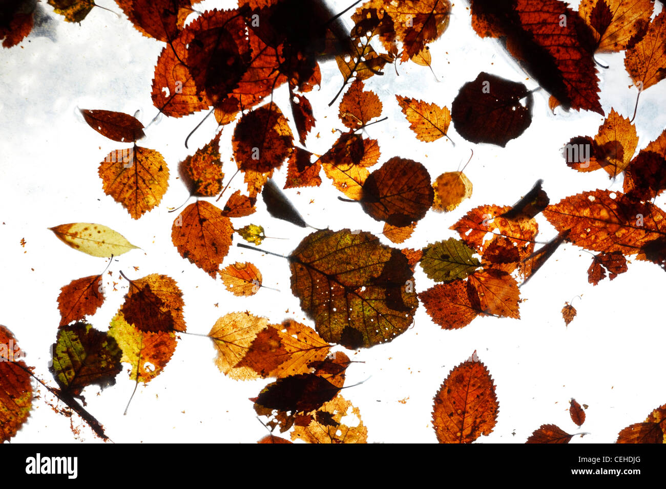 Foglie in pozze di acqua su un lucernario. Foto Stock