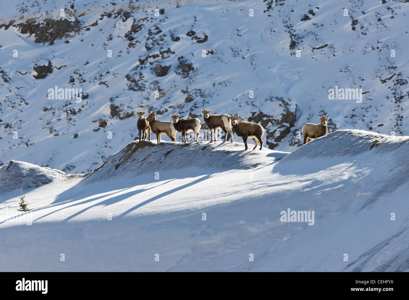 Rocky Mountain bighorn, Ovis canadensis, in inverno, Monarch Pass, Colorado, STATI UNITI D'AMERICA Foto Stock
