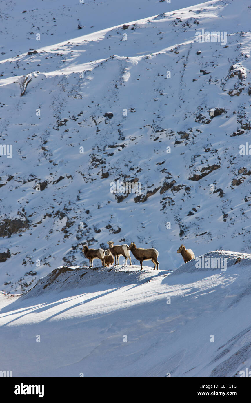 Rocky Mountain bighorn, Ovis canadensis, in inverno, Monarch Pass, Colorado, STATI UNITI D'AMERICA Foto Stock