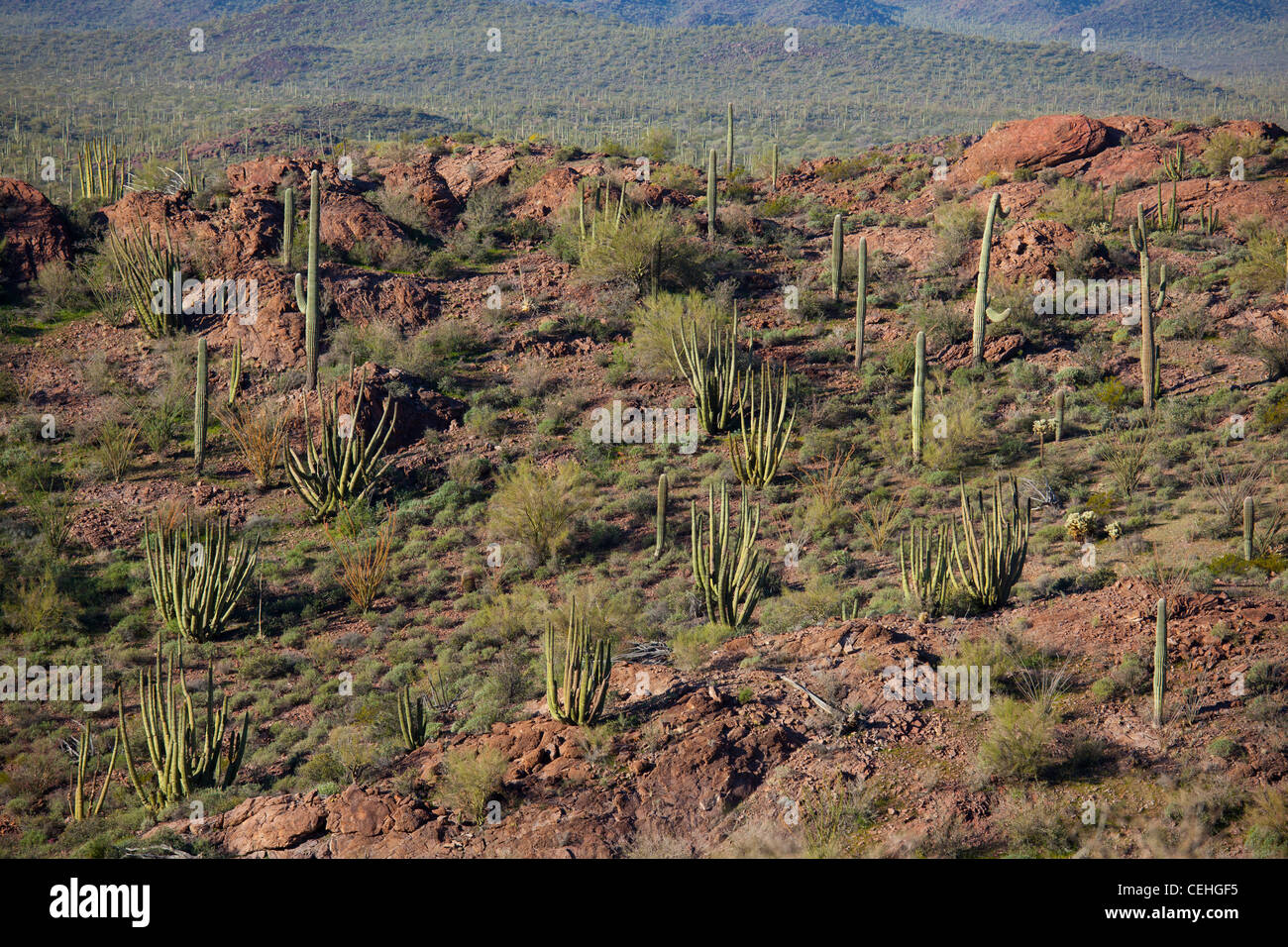 Ajo, Arizona - organo a canne e cactus Saguaro cactus nel tubo dell'organo Cactus monumento nazionale. Foto Stock