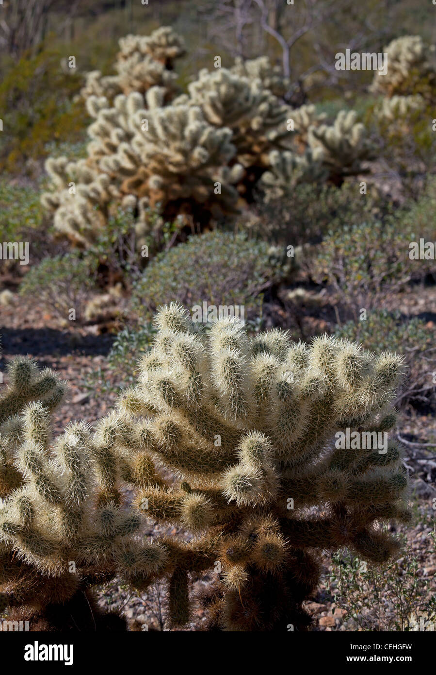 Ajo, Arizona - Teddy bear cholla in organo a canne Cactus monumento nazionale. Foto Stock