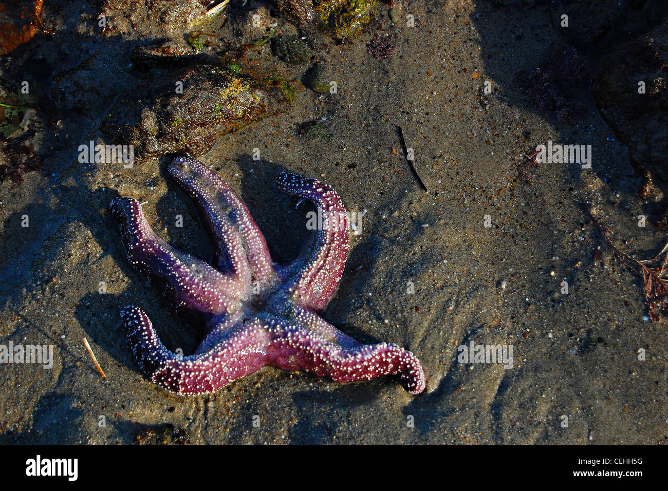 Viola stella di mare, grande Dume Beach, California Foto Stock