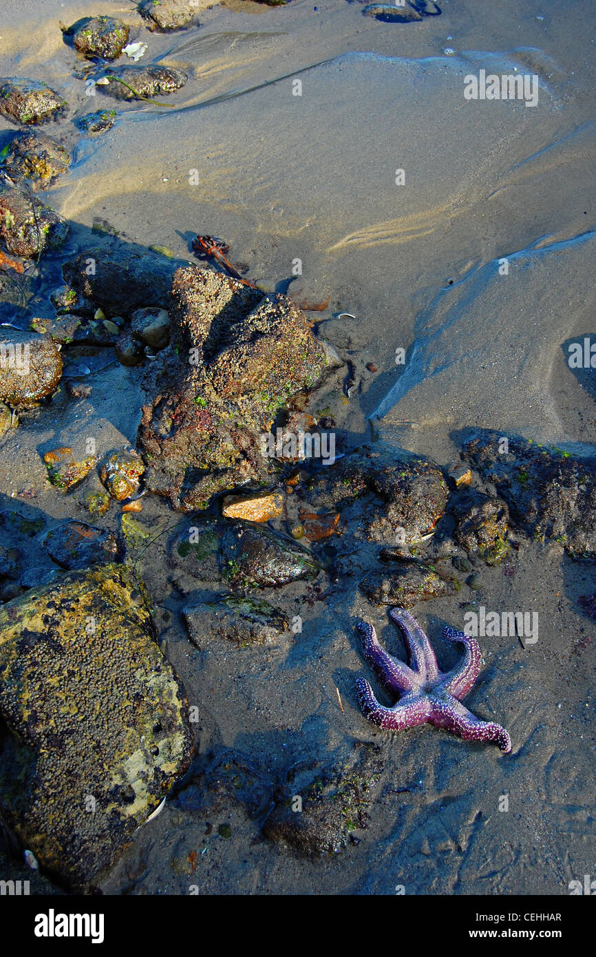 Viola stella di mare, grande Dume Beach, California Foto Stock