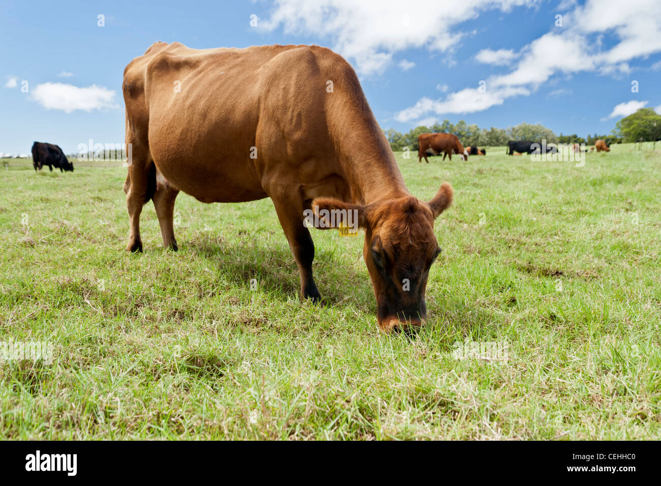 Carni bovine Vacca, pascolo pascolo. Foto Stock
