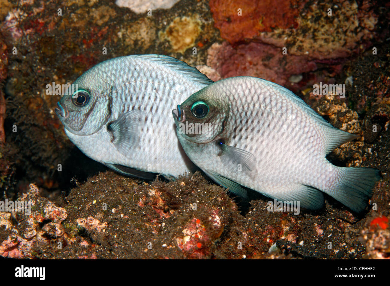 Una coppia di accoppiamento adulto tre spot Dascyllus o castagnole, Dascyllus trimaculatus. Noto anche come Domino Castagnole. Foto Stock