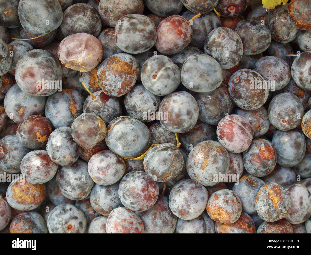 Dettaglio di prugna secca Frutta - una sana alimentazione vegetariana - utile come sfondo Foto Stock