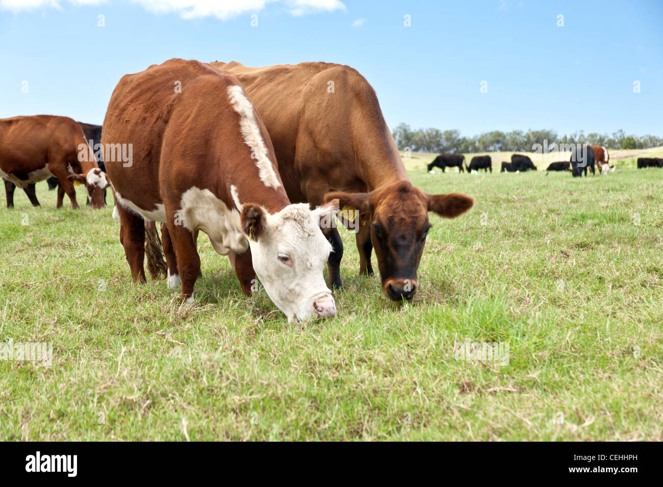 Carni bovine le mucche al pascolo, pascolo. Foto Stock