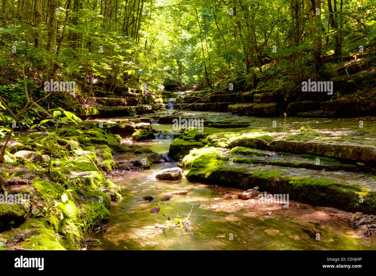 Creek nella foresta di estate Foto Stock