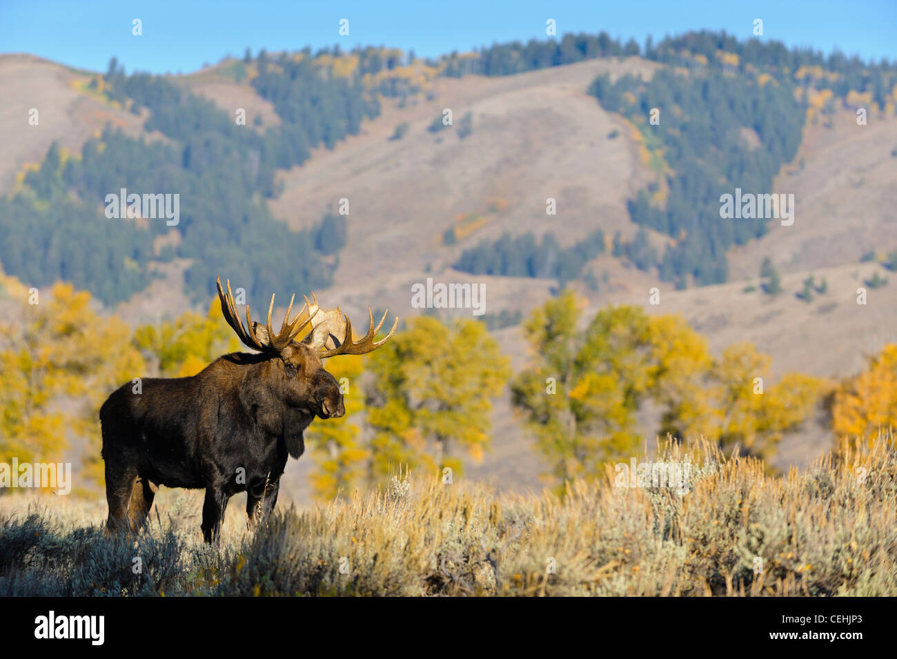 Una bull moose pone nel Parco Nazionale di Grand Teton, Wyoming Foto Stock
