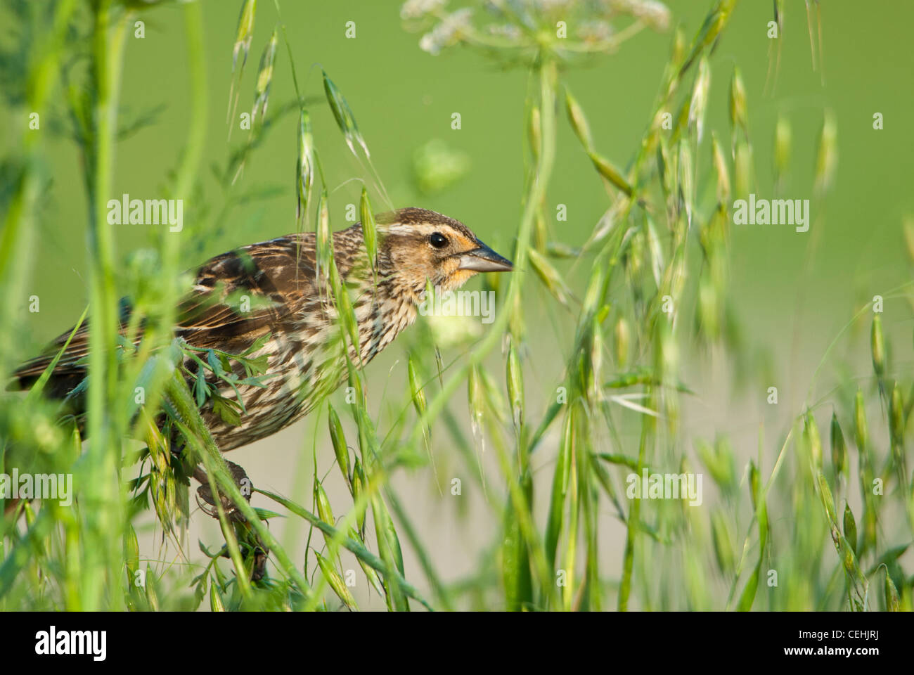 Rosso-winged Blackbird (Agelaius phoeniceus), White Rock Lake, Dallas, Texas Foto Stock