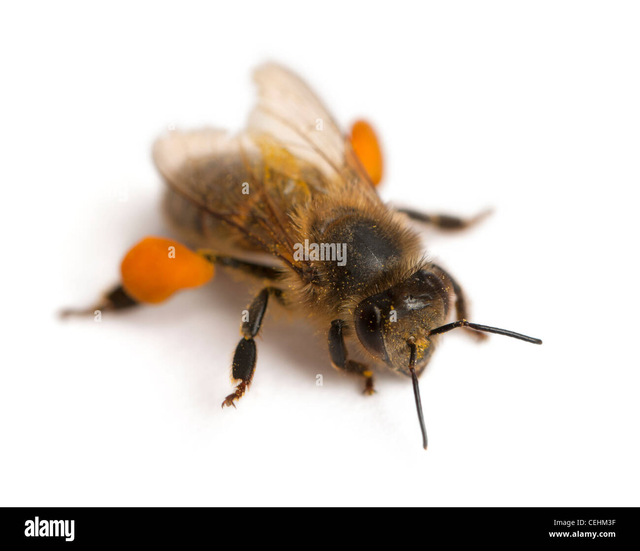 Western honey bee o miele europea bee, Apis mellifera, di fronte a uno sfondo bianco Foto Stock