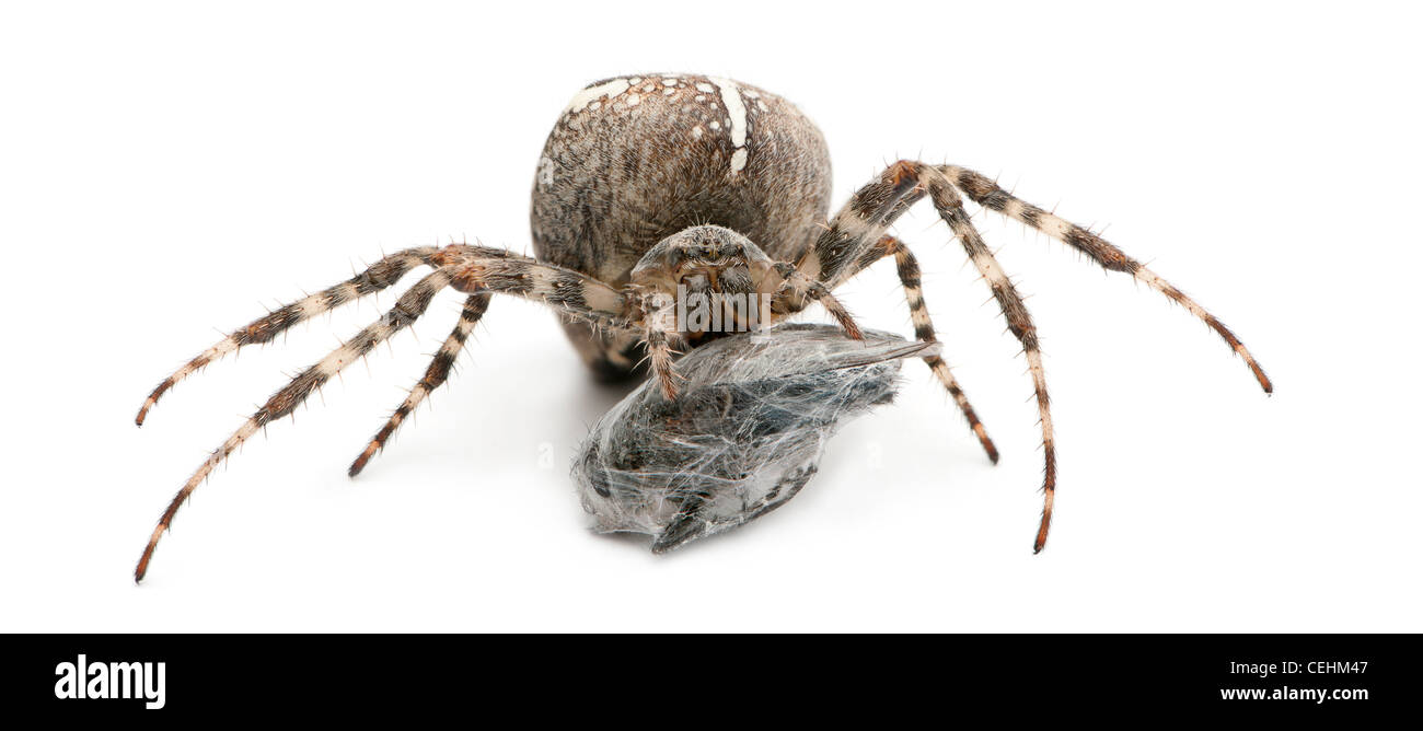 Spider, Araneus diadematus, mangiare una mosca contro uno sfondo bianco Foto Stock