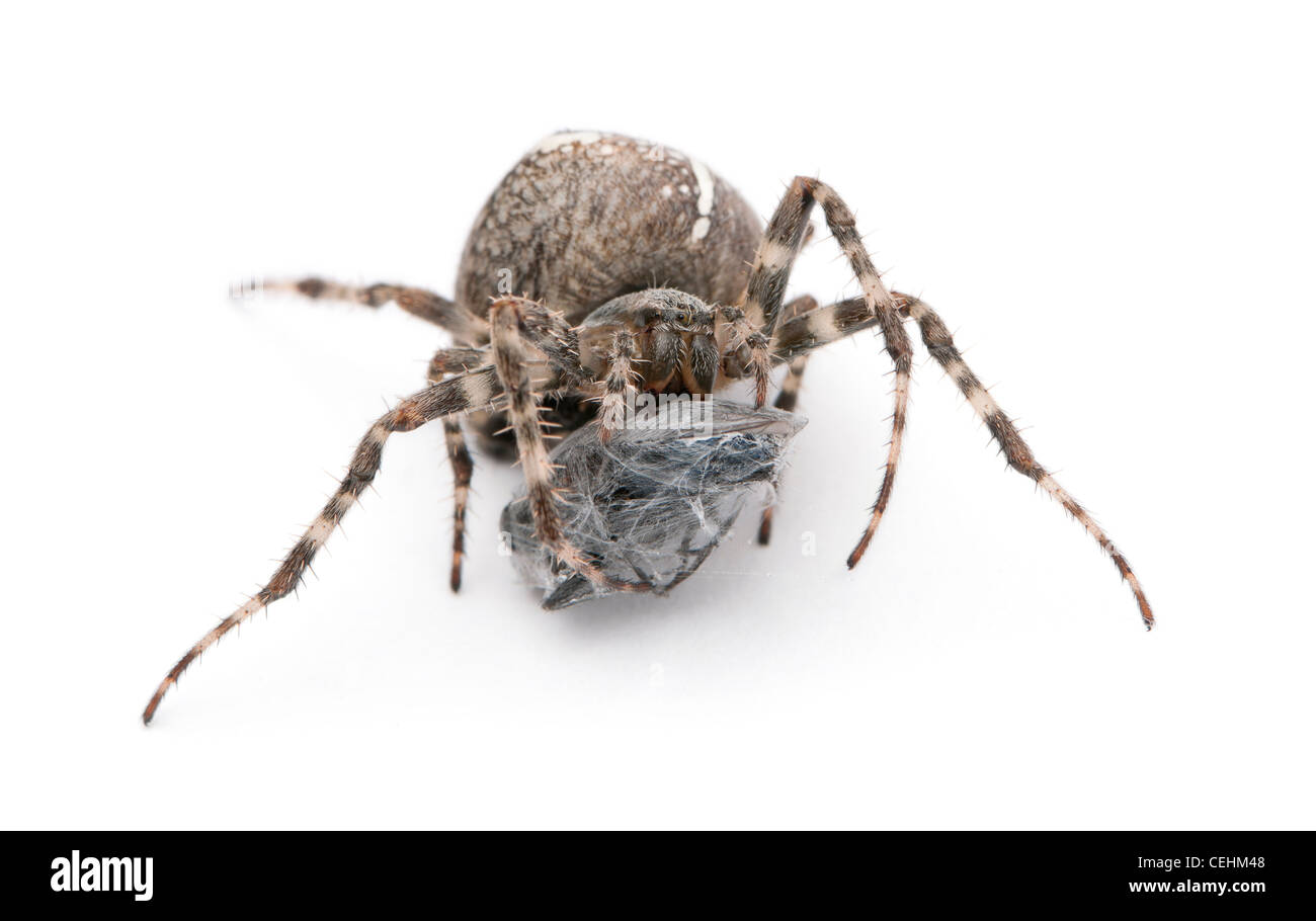 Spider, Araneus diadematus, mangiare una mosca contro uno sfondo bianco Foto Stock