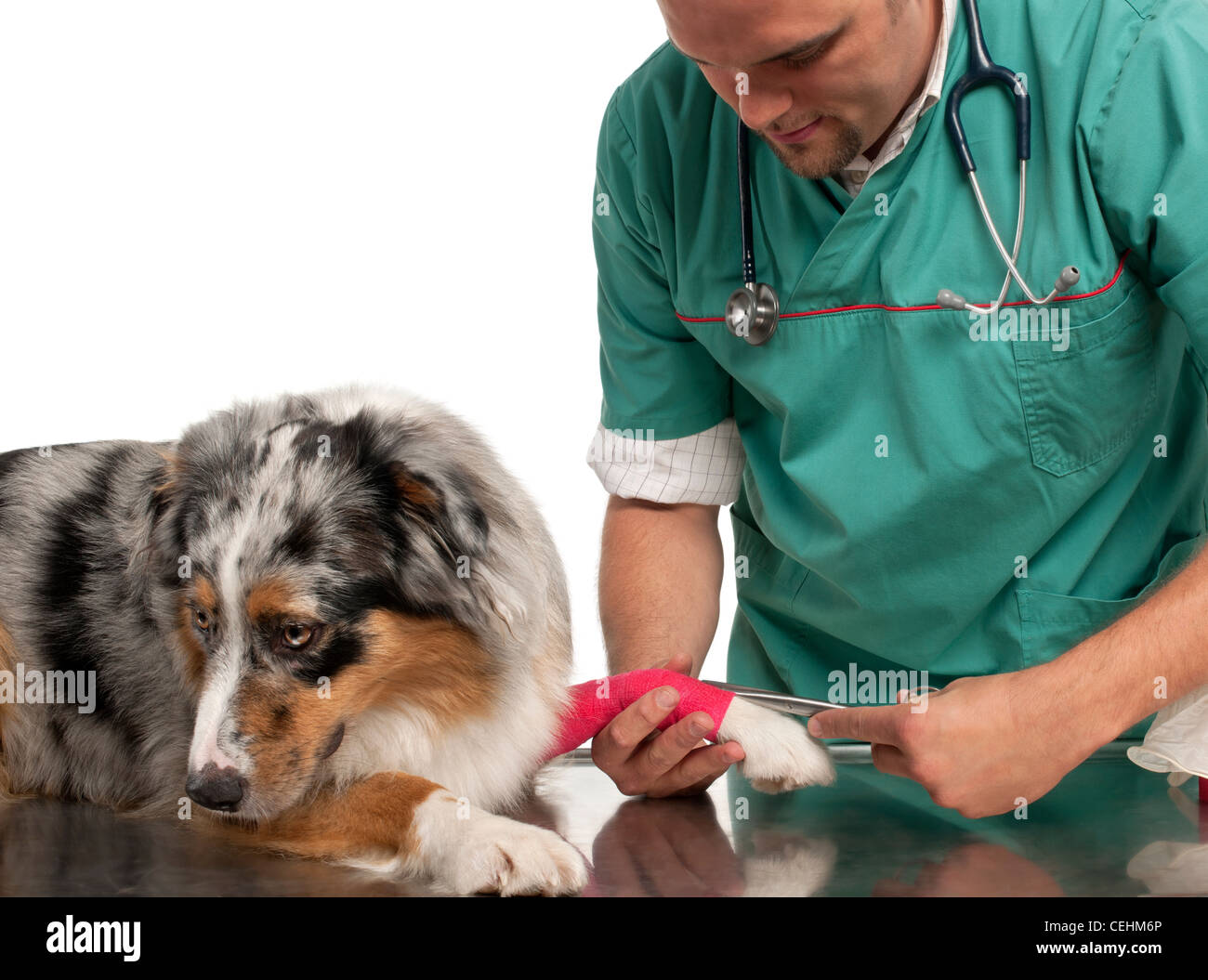 Vet incarto di un bendaggio intorno ad un pastore australiano la zampa davanti a uno sfondo bianco Foto Stock