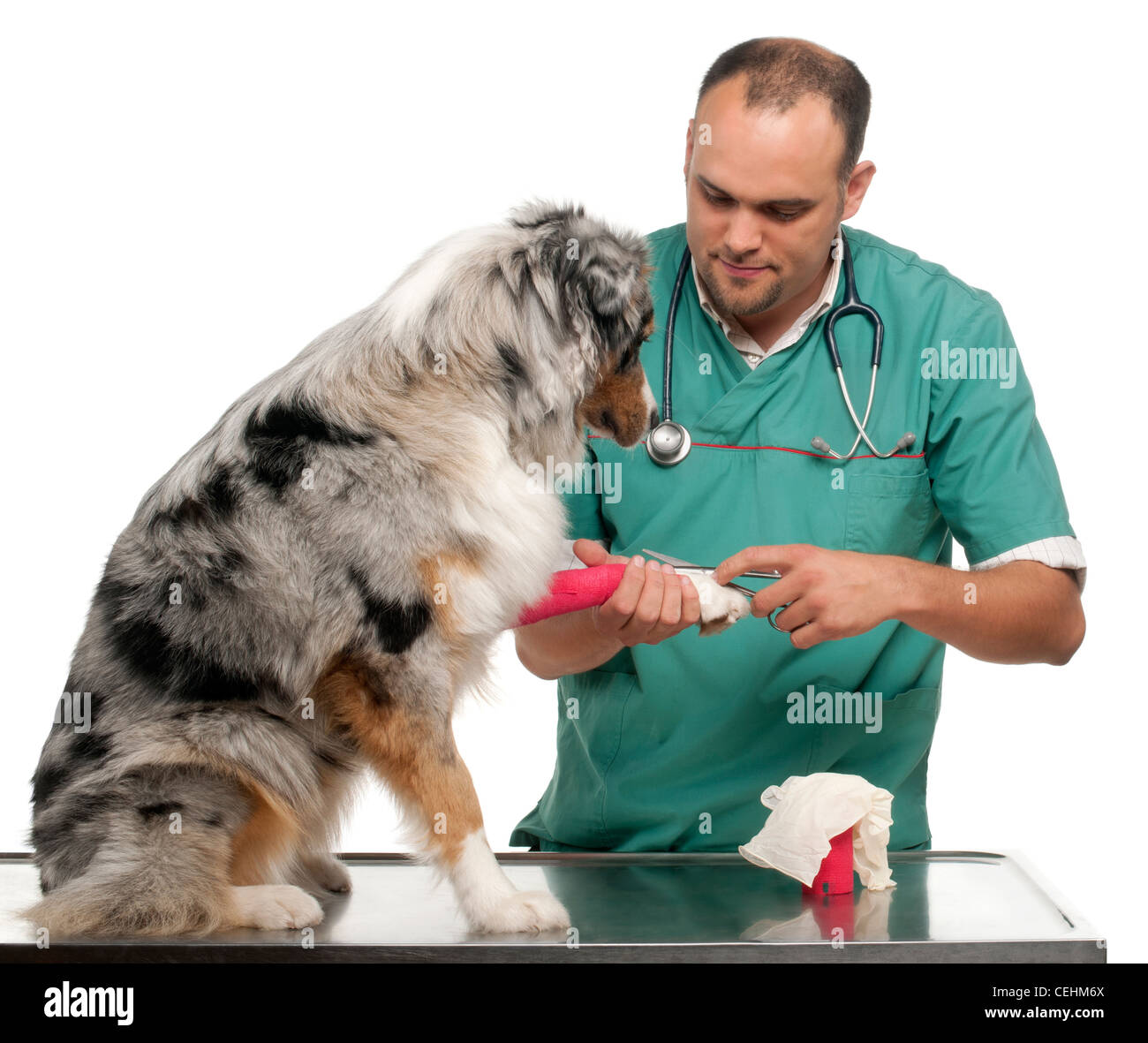 Vet incarto di un bendaggio intorno ad un pastore australiano la zampa davanti a uno sfondo bianco Foto Stock