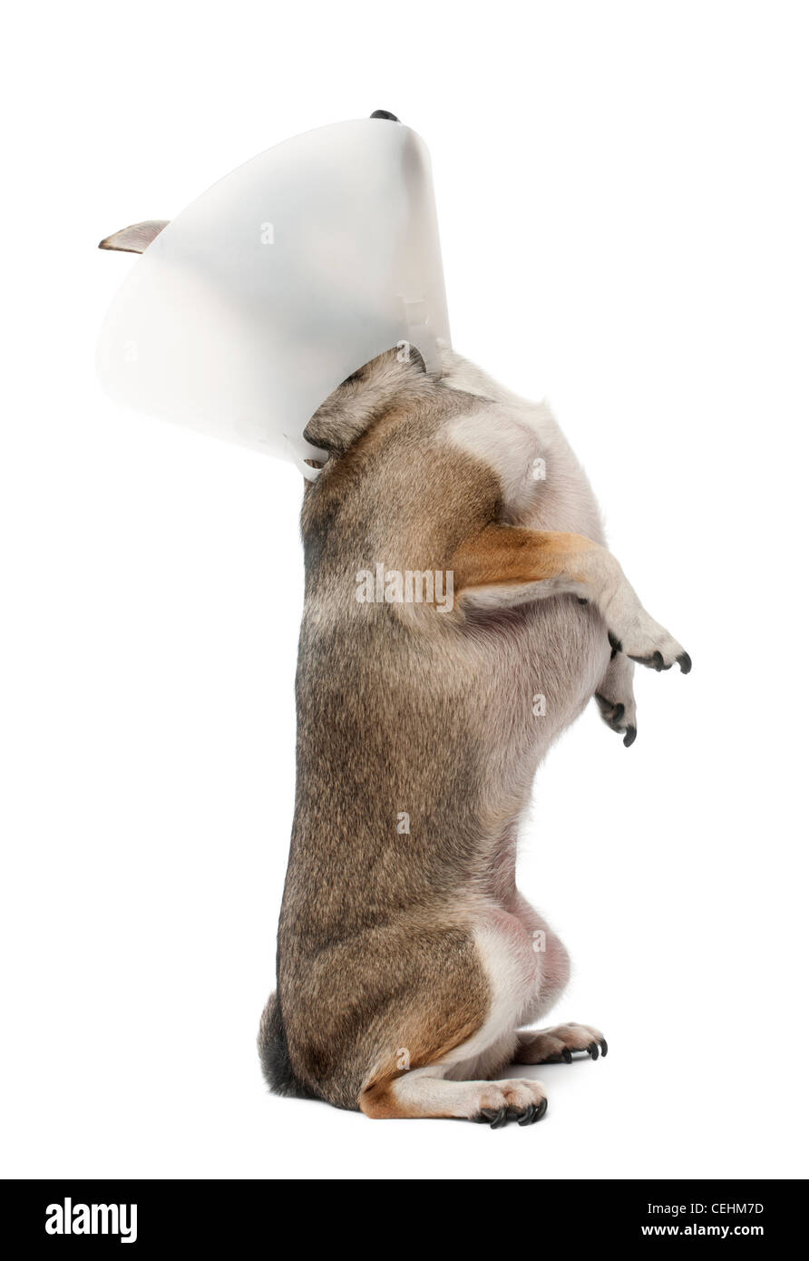 Chihuahua, 4 anni, indossando uno spazio collare contro uno sfondo bianco Foto Stock