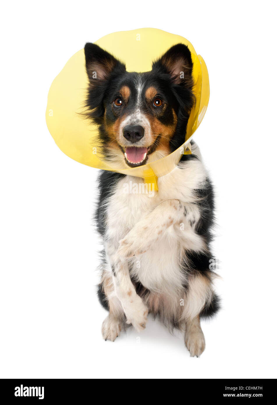 Border Collie indossa un collare di spazio contro uno sfondo bianco Foto Stock