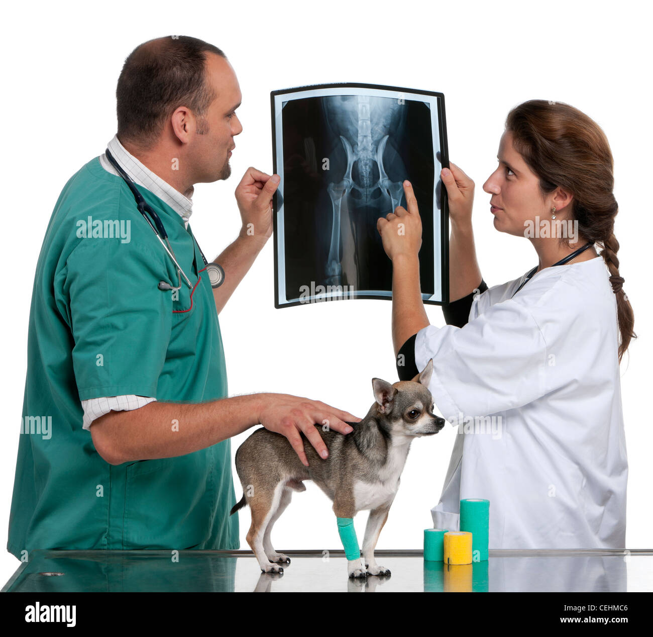 I veterinari esaminando un chihuahua la radiografia di fronte a uno sfondo bianco Foto Stock