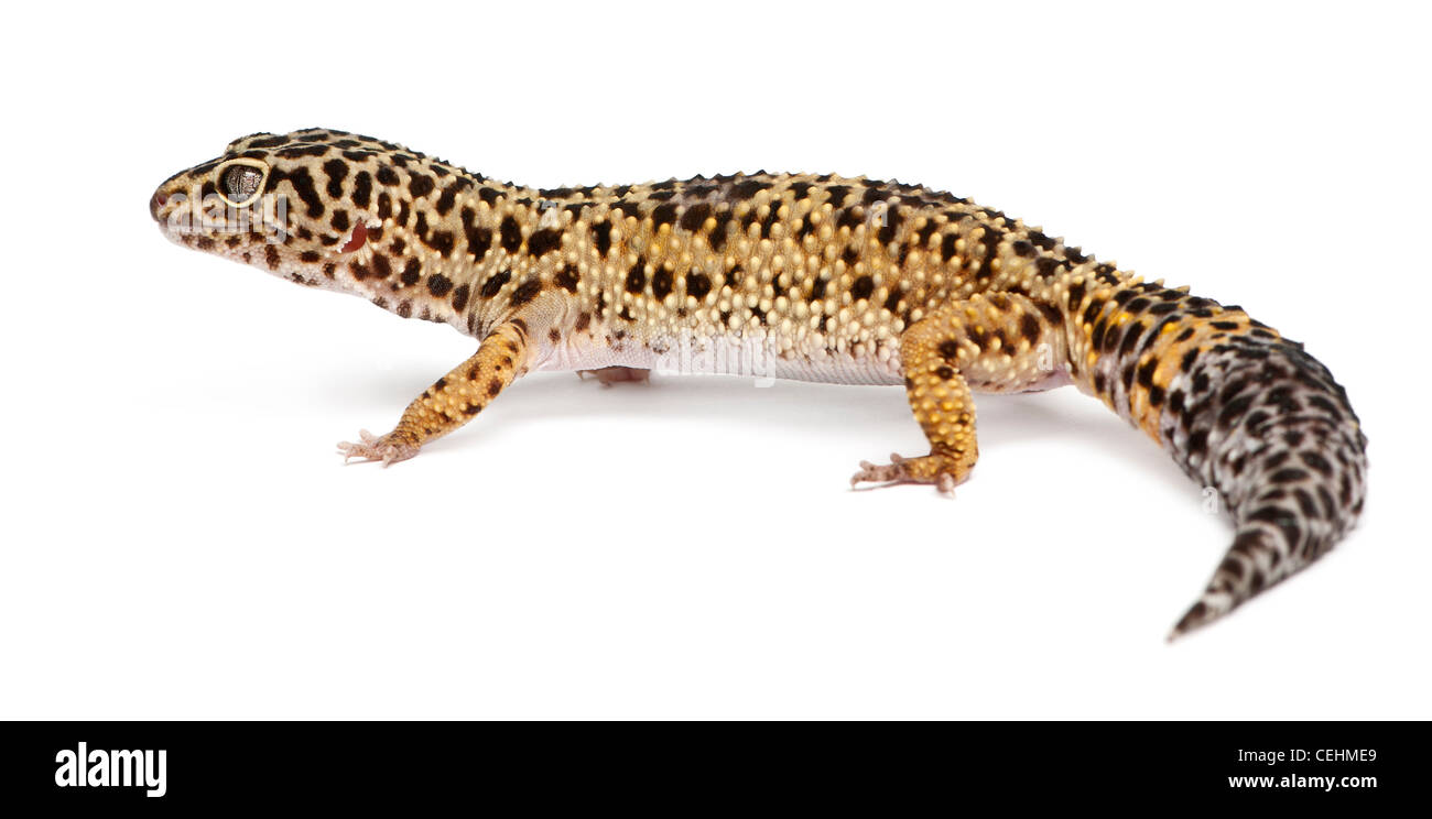 Alta giallo Leopard gecko, Eublepharis macularius, di fronte a uno sfondo bianco Foto Stock