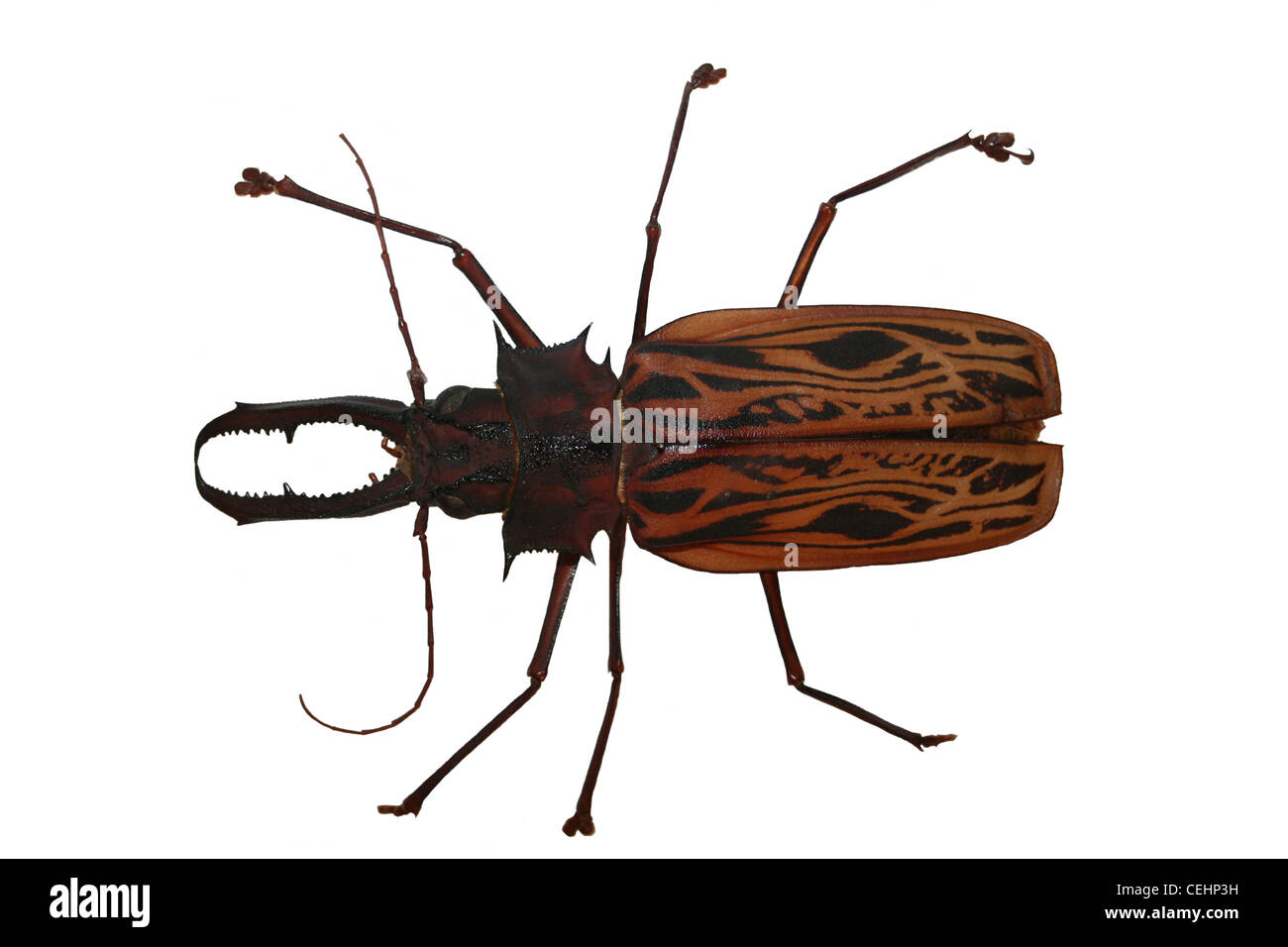 Macrodontia cervicornis - una grande lunga-cornuto Beetle campione dalle foreste pluviali del Centro e Sud America Foto Stock