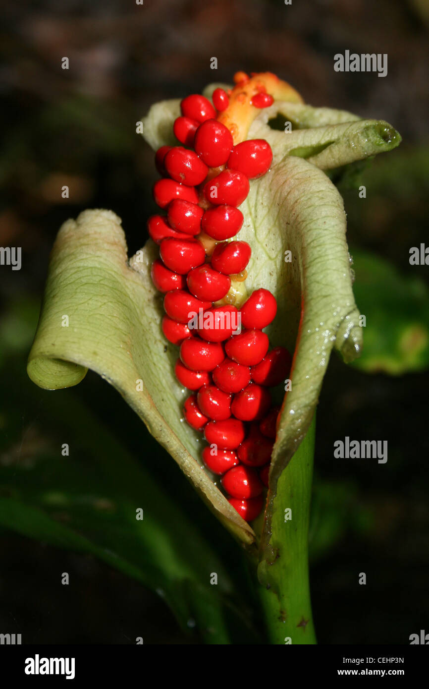La frutta rossa di un Arum Lily Foto Stock