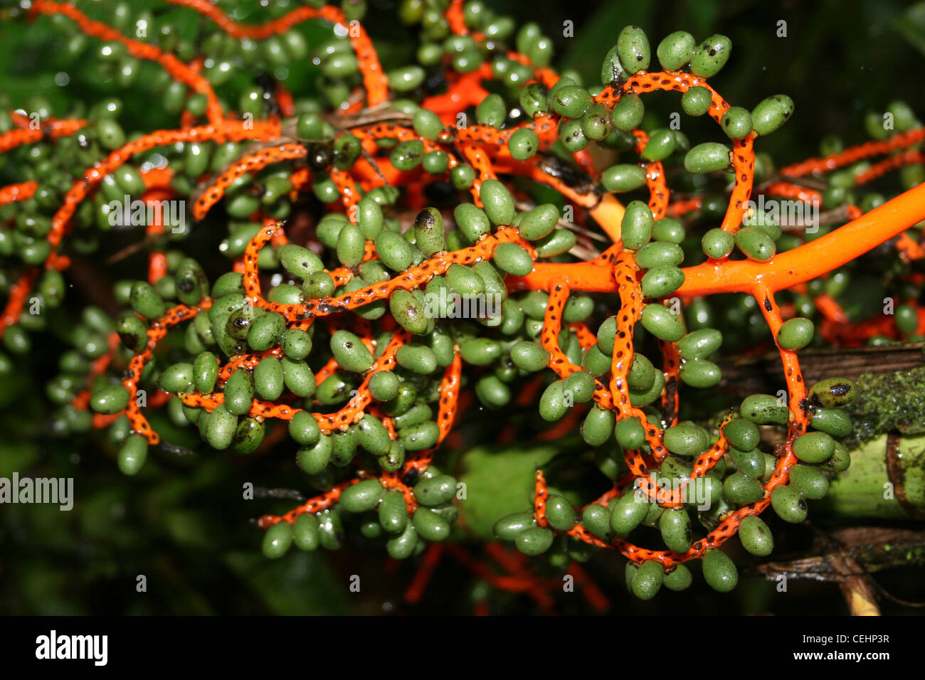 Pacaya Palm Chamaedorea tepejilote frutti immaturi Foto Stock