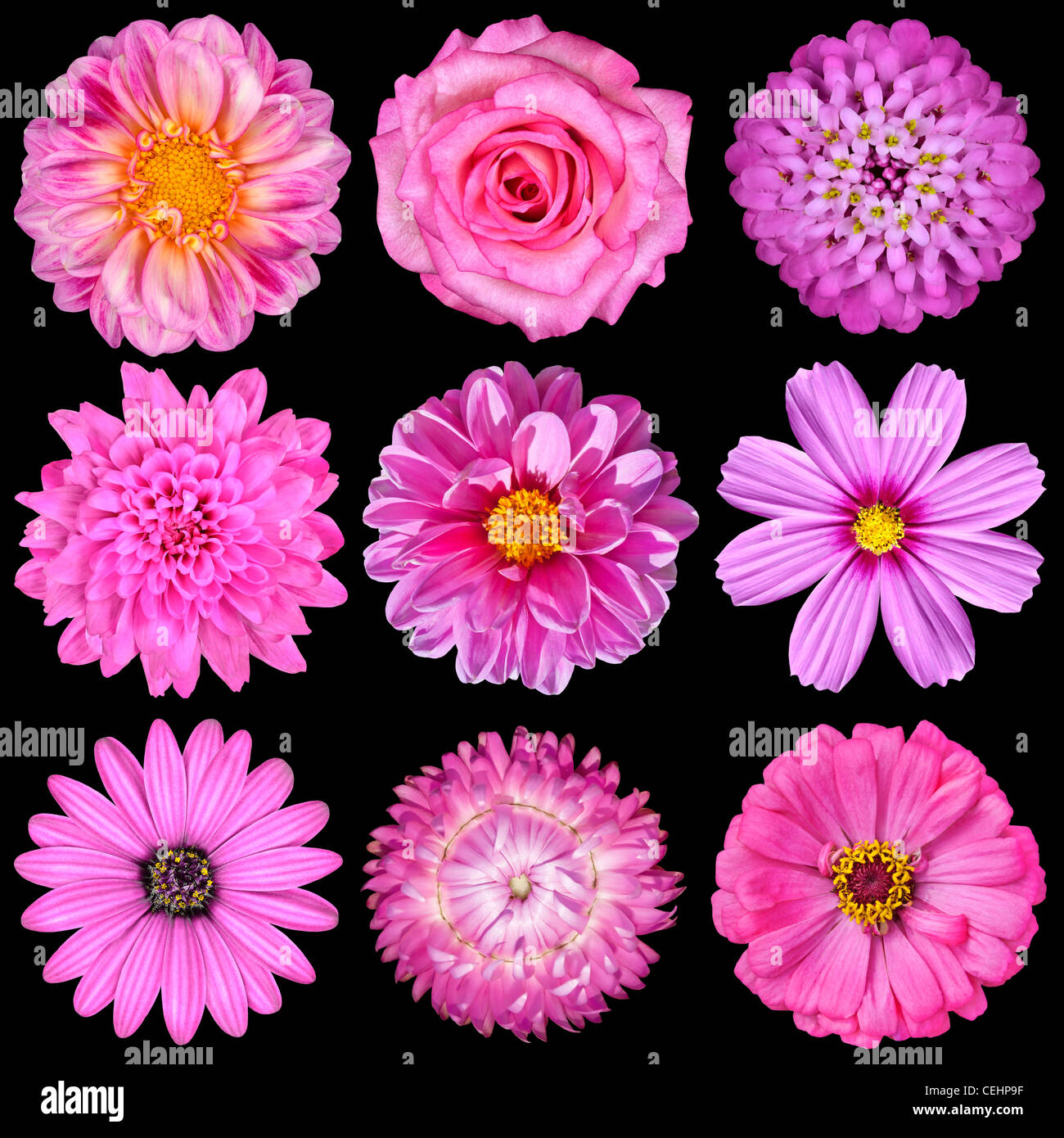 La raccolta di fiori rosa viola nero giallo set crisantemo dahlia daisy fiordaliso iberis rose isolate su osteospermum nero Foto Stock