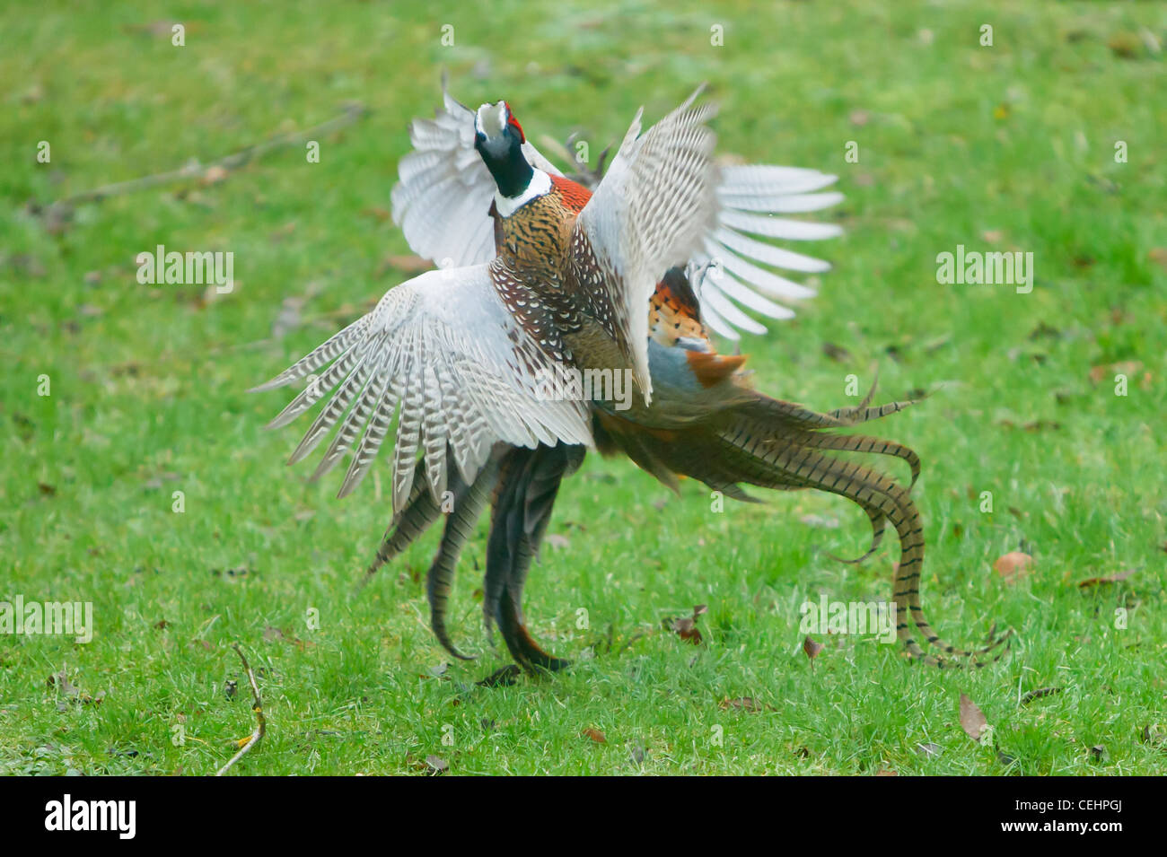 Pheasant Phasianus colchicus maschi di lotta contro il territorio in Oxfordshire Foto Stock