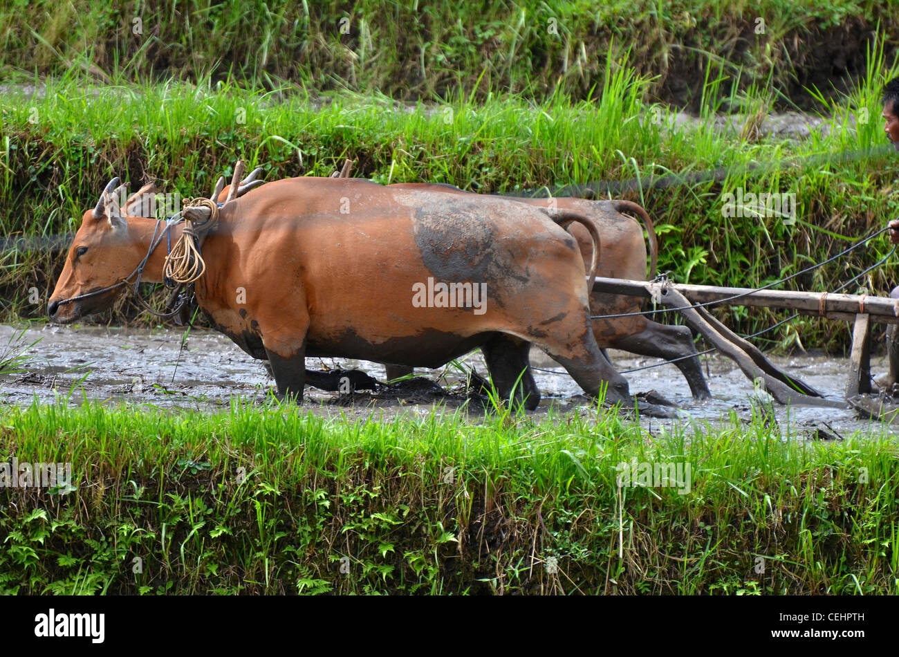 L'uomo arando allagato campo di riso con traino di giovenchi, Occidentale di Bali, Indonesia Foto Stock